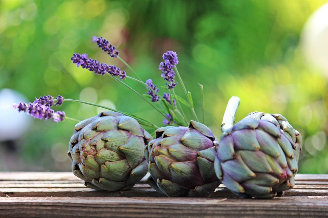 artichokes-blur-close-up-533370